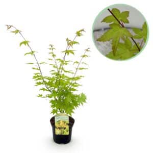 Green boutiQ - Plante de patio - Érable du Japon - Acer palmatum Summergold - Jaune - 1 plante - Caduc - Pot 19 cm Hauteur 70 cm