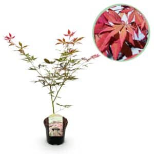 Green boutiQ - Plante de patio - Érable du Japon - Acer palmatum Sumi-nagashi - Rouge - 1 plante - Caduc - Pot 19 cm Hauteur 70 cm