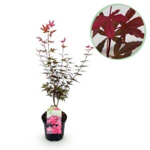 Green boutiQ - Plante de patio - Érable du Japon - Acer palmatum Skeetsers Broom - Violet - 1 plante - Caduc - Pot 19 cm Hauteur 70 cm