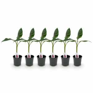 Green boutiQ - Fruitier - Bananier - Musa sikkemensis Red Tiger - Rustique - 6 plantes - Pot 17cm Hauteur 40cm