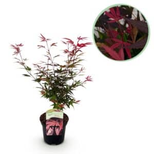 Green boutiQ - Plante de patio - Érable du Japon - Acer palmatum Shaina - Rouge - 1 plante - Caduc - Pot 19 cm Hauteur 70 cm