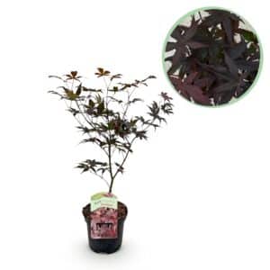 Green boutiQ - Plante de patio - Érable du Japon - Acer palmatum Bloodgood - Rouge - 1 plante - Caduc - Pot 19 cm Hauteur 70 cm
