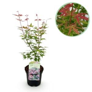 Green boutiQ - Plante de patio - Érable du Japon - Acer palmatum Phoenix - Rose - 1 plante - Caduc - Pot 19 cm Hauteur 70 cm