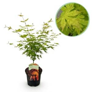 Green boutiQ - Plante de patio - Érable du Japon - Acer palmatum Orange Dream - Orange - 1 plante - Caduc - Pot 19cm Hauteur 70cm