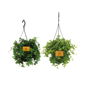 Duo de plantes suspendues - 2 pièces - Ø15cm - ↕25cm
