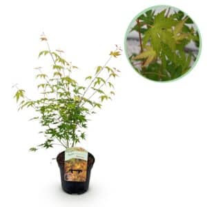 Green boutiQ - Plante de patio - Érable du Japon - Acer palmatum Katsura - Orange - 1 plante - Caduc - Pot 19 cm Hauteur 70 cm