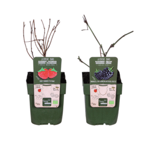 Mélange de mûres et de framboises - Rubus idaeus Lochness Bio + Rubus ideaus Malling Promise Bio