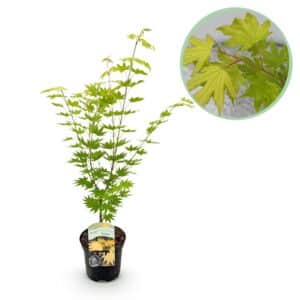 Green boutiQ - Plante de patio - Érable du Japon - Acer palmatum Jordan - Jaune - 1 plante - Caduc - Pot 19 cm Hauteur 70 cm