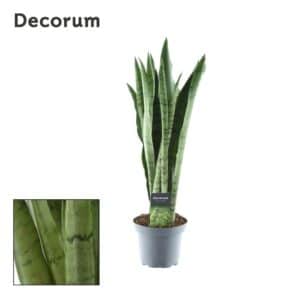 Menthe verte Sansevieria - Ø14cm - ↕55cm