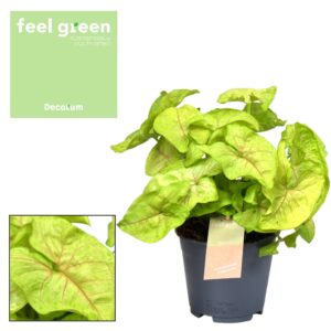 Syngonium Golden Feel Vert - Ø14cm - ↕30cm