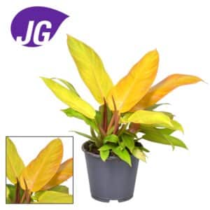 Philodendron Prince d'Orange - Ø14cm - ↕35cm