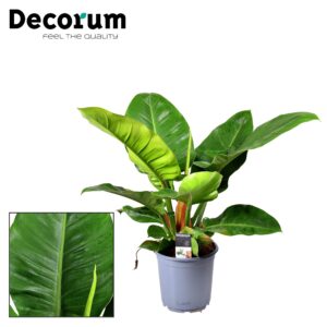Philodendron Impérial Vert - Ø19cm - ↕55cm