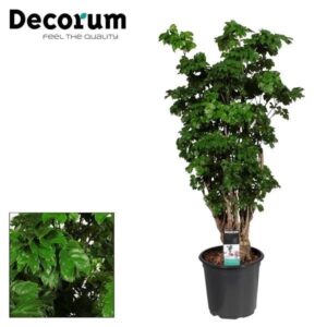 Polyscias Roble ramifié - Ø21cm - ↕80cm