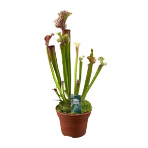 Sarracenia Judith Hindle - Ø12cm - ↕30cm