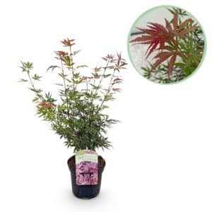 Green boutiQ - Plante de patio - Érable du Japon - Acer palmatum Jerre Swarts - Rouge foncé - 1 plante - Caduc - Pot 19 cm Hauteur 70 cm