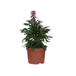 Erysimum 'Purple Glow' - Ø13cm - ↕30cm