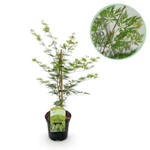 Green boutiQ - Plante de patio - Érable du Japon - Acer palmatum Emerald Lace - Vert - 1 plante - Caduc - Pot 19 cm Hauteur 70 cm