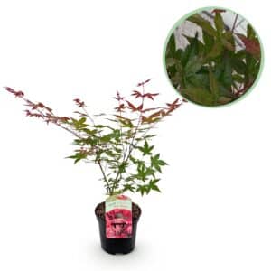 Green boutiQ - Plante de patio - Érable du Japon - Acer palmatum Beni Maiko - Rouge - 1 plante - Caduc - Pot 19 cm Hauteur 70 cm