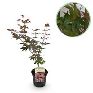 Green boutiQ - Plante de patio - Érable du Japon - Acer palmatum Atropurpureum - Violet - 1 plante - Caduc - Pot 19 cm Hauteur 70 cm