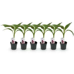 Green boutiQ - Fruitier - Bananier - Musa sikkemensis Red Tiger - Rustique - 6 plantes - Pot 12cm Hauteur 30cm