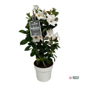 Mandevilla Sundaville White en tour (Dipladenia) - Ø17cm - ↕55cm