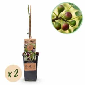 Green boutiQ - Plante fruitière - Figuier - Ficus caria Little mis Figgy - Fruits rouges - 2 plantes - Pot 15cm Hauteur 50cm