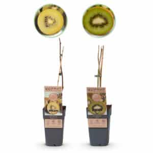 Green boutiQ - Plante fruitière - Kiwi vert et jaune - Actinidia deliciosa Jenny & Golden Kiwi - 2 plantes - Pot 15cm Hauteur 50cm