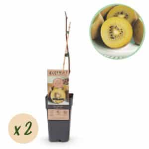 Green boutiQ - Plante fruitière - Kiwi jaune - Actinidia deliciosa Golden Kiwi - Fruit jaune - 2 plantes - Pot 15cm Hauteur 50cm