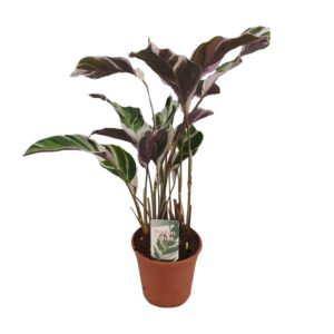 Calathea Fusion Blanc Basic - Ø14cm - ↕40cm