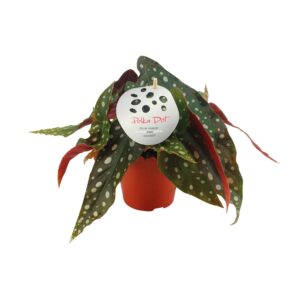 Bégonia Maculata - Ø12 ↕20