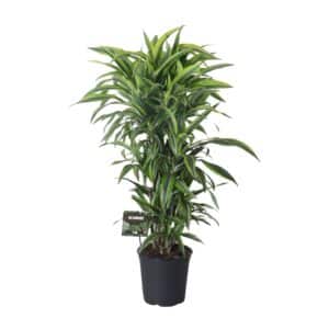 Dracaena Fragrans Citron Vert Ramifié - Ø27cm - ↕120cm