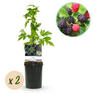 Green boutiQ - Fruitier - Mûre - Rubus Thornfree Evergreen - Mûre - Sans épines - 2 plantes - Pot 11cm Hauteur 40cm