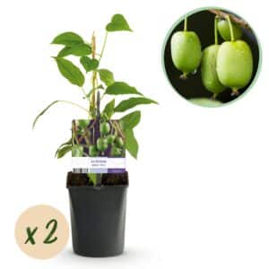 Green boutiQ - Fruitier - Kiwi - Actinidia arguta Issai - Fruit vert - 2 plantes - Pot 11cm Hauteur 40cm