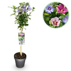 Green boutiQ - Plante de jardin - Hibiscus syriacus Tricolore - Plante sur tige - Plante de terrasse - Caduque - Peu d'entretien - Pot 19cm Hauteur 90cm
