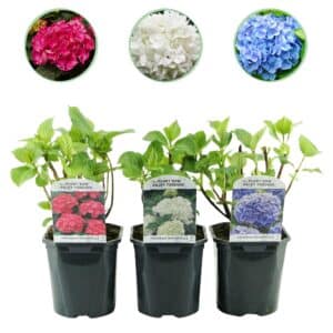 Green boutiQ - Hortensia - Hydrangea macrophylla Tricolore - Fleur Bleue, Rose et Blanche - 3 Plantes - Caduque - Peu d'Entretien - Pot 17cm Hauteur 30cm