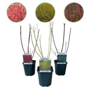Green boutiQ - Arbustes - Cornus alba Tricolore - Mélange de branches rouges, vertes et violettes - 3 plantes - Caduques - Peu d'entretien - Pot 17cm Hauteur 45cm