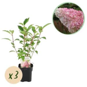 Green boutiQ - Hortensia panaché - Hydrangea panniculata Vanille Fraise - Fleur Blanc Rose - 3 Plantes 1 m2 - Caduque - Grandes Fleurs - Pot 17cm Hauteur 50cm