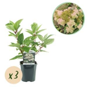 Green boutiQ - Hortensia panaché - Hydrangea panniculata Wims Red - Fleur Blanc Rouge - 3 Plantes - 1 m2 - Caduc - Grandes Fleurs - Pot 17cm Hauteur 50cm