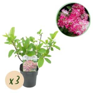 Green boutiQ - Hortensia panaché - Hydrangea panniculata Pink Diamond - Fleur Blanc Rose - 3 Plantes - 1 m2 - Caduc - Grandes Fleurs - Pot 17cm Hauteur 50cm
