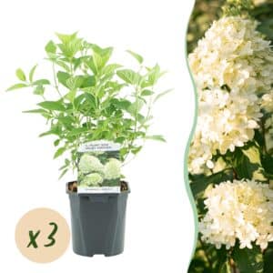 Green boutiQ - Hortensia panaché - Hydrangea panniculata Limelight - Fleur blanc crème - 3 plantes - 1 m2 - Caduc - Grandes fleurs - Pot 17cm Hauteur 50cm