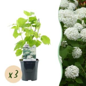 Green boutiQ - Hortensia Plume - Hydrangea arborescens Annabelle - Fleur Blanche - 3 Plantes - 1 m2 - Caduc - Grandes Fleurs - Pot 17cm Hauteur 50cm