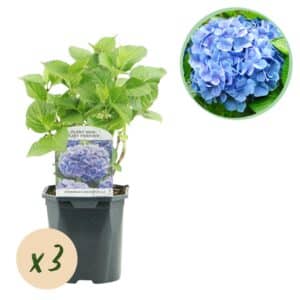 Green boutiQ - Hortensia - Hydrangea macrophylla Bleu - Fleur Bleue - 3 Plantes - 1m2 - Caduc - Peu d'Entretien - Pot 17cm Hauteur 30cm
