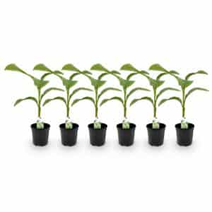 Green boutiQ - Plante fruitière - Bananier - Musa Basjoo - Rustique - 6 plantes - Pot 17cm Hauteur 40cm
