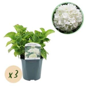 Green boutiQ - Hortensia - Hydrangea macrophylla Blanc - Fleur Blanche - 3 Plantes - 1 m2 - Caduc - Peu d'Entretien - Pot 17cm Hauteur 30cm