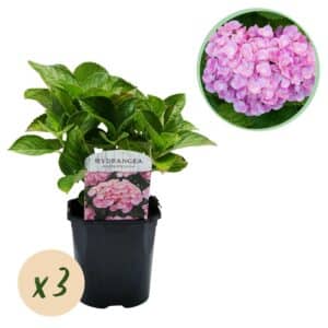 Green boutiQ - Hortensia - Hydrangea macrophylla Rose - Fleur Rose - 3 Plantes - 1 m2 - Caduc - Peu d'entretien - Pot 17cm Hauteur 30cm