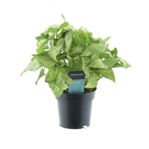 Syngonium Blanc Papillon Sensation Vert - Ø14cm - ↕35cm