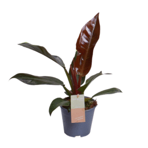 Philodendron Impérial Rouge Sensation Vert - Ø14cm - ↕35cm