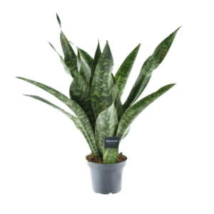 Dragon Sansevieria Aubrytniana - Ø14cm - ↕55cm