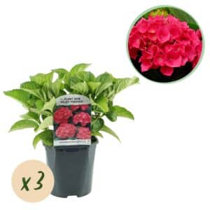Green boutiQ - Hortensia - Hydrangea macrophylla Rouge - Fleur Rouge - 3 Plantes - 1 m2 - Caduc - Peu d'Entretien - Pot 17cm Hauteur 30cm