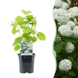 Green boutiQ - Hortensia Plume - Hydrangea arborescens Annabelle - Fleur Blanche - 1 Plante - Caduque - Grandes Fleurs - Pot 17cm Hauteur 50cm